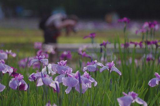 東村山〜菖蒲まつり〜