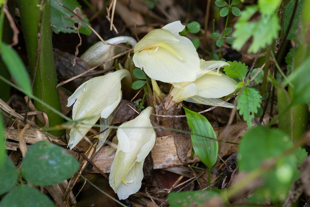 ミョウガの花。
