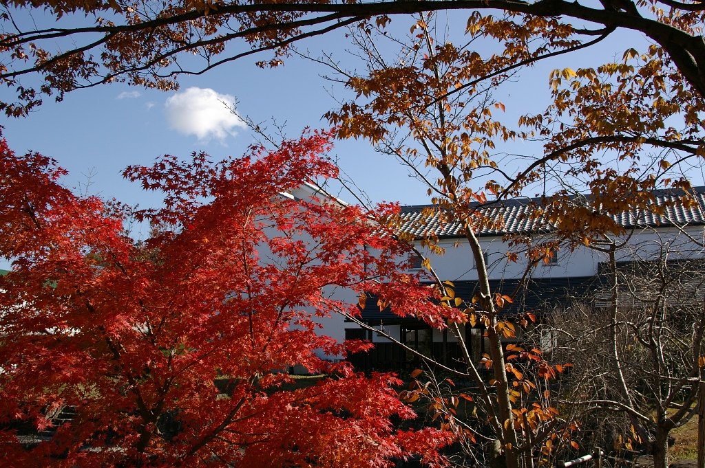 やっと、紅葉です(^_-)-☆