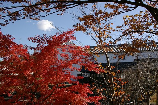 やっと、紅葉です(^_-)-☆