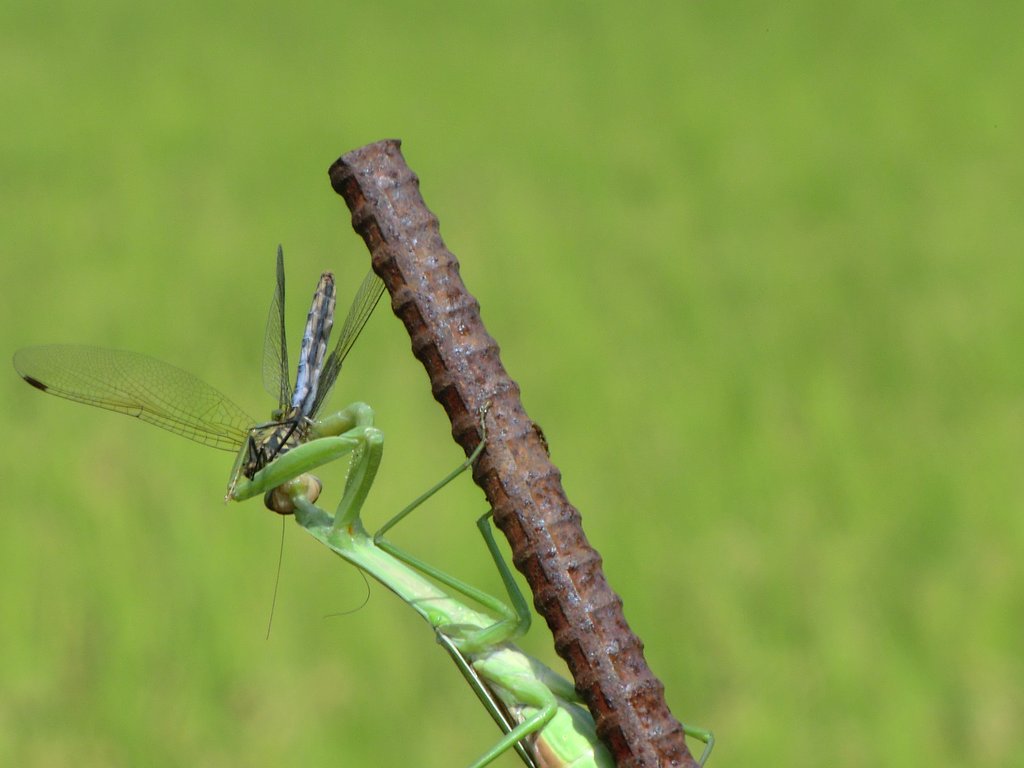 カマキリ
