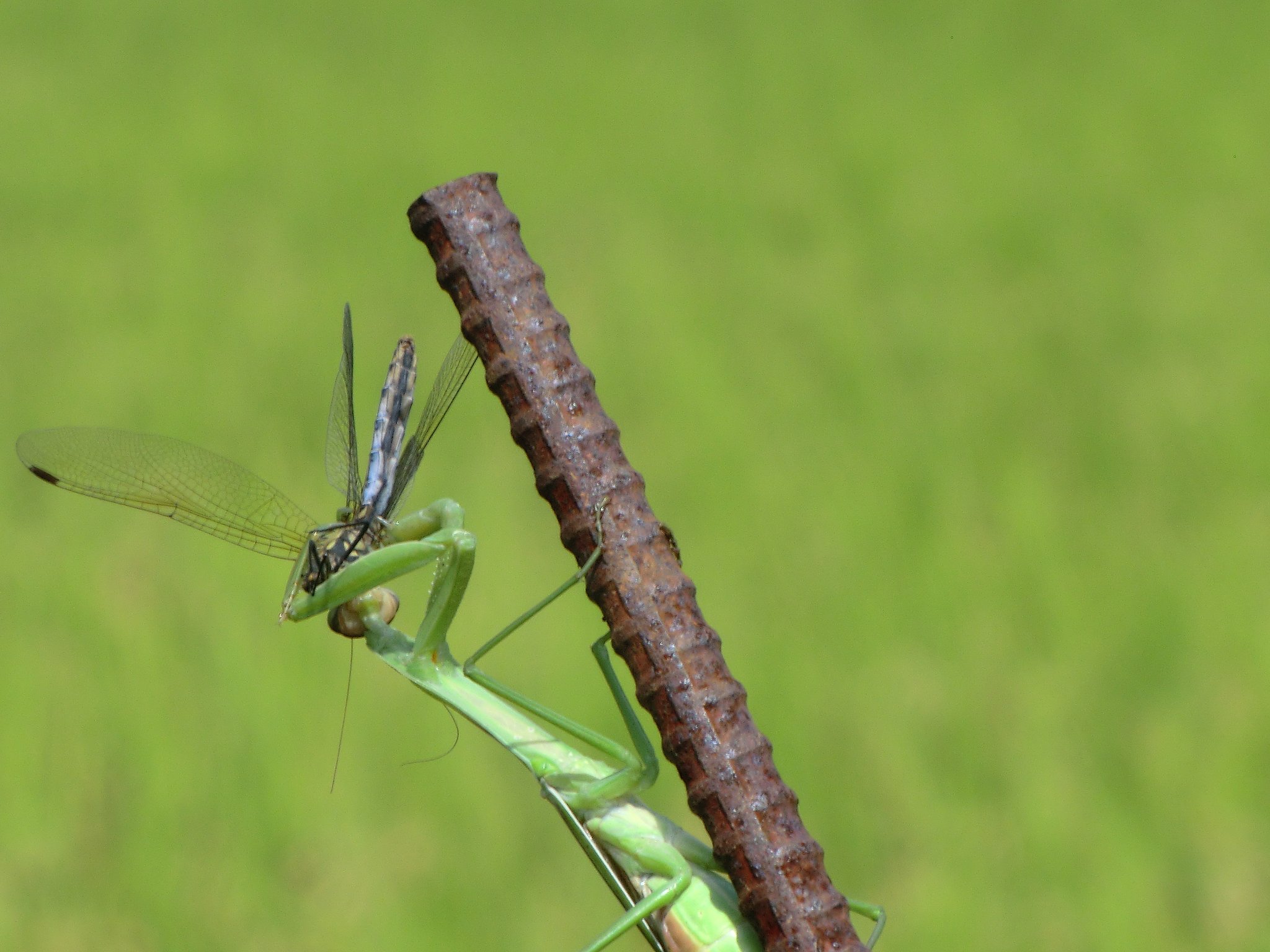 カマキリ