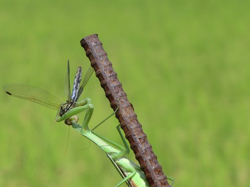 カマキリ