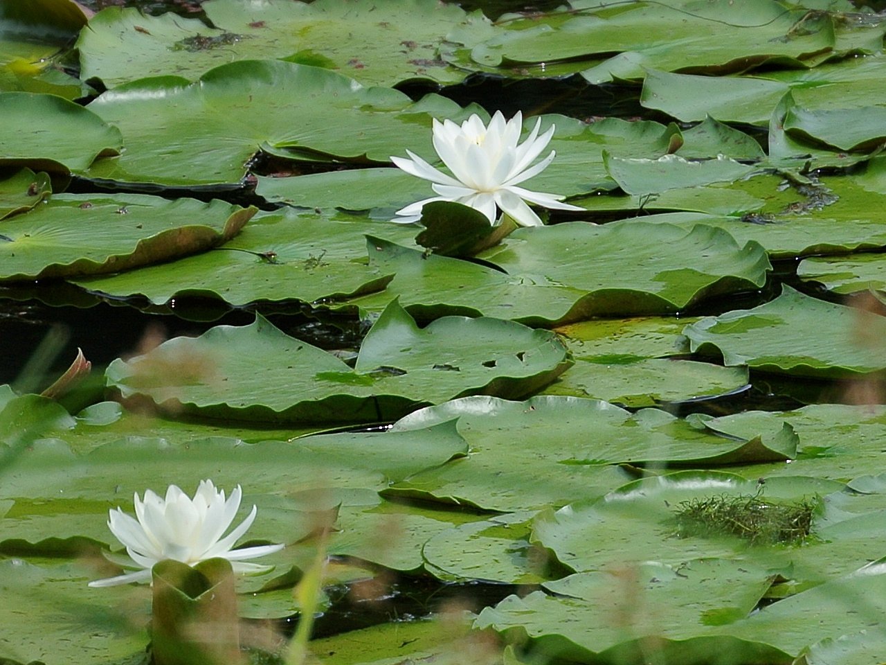 睡蓮　その２