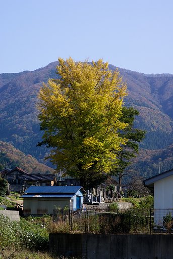 イチョウが散り始めました。