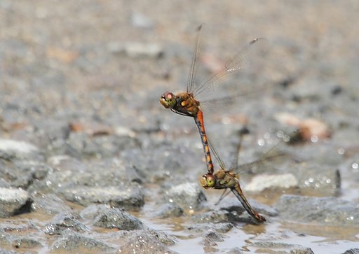 アキアカネ？