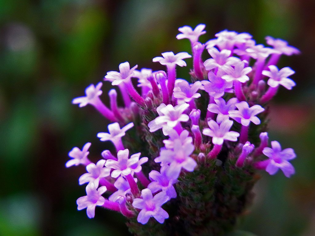 夏の花健在