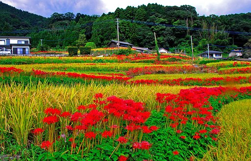 江里山・棚田　彼岸花