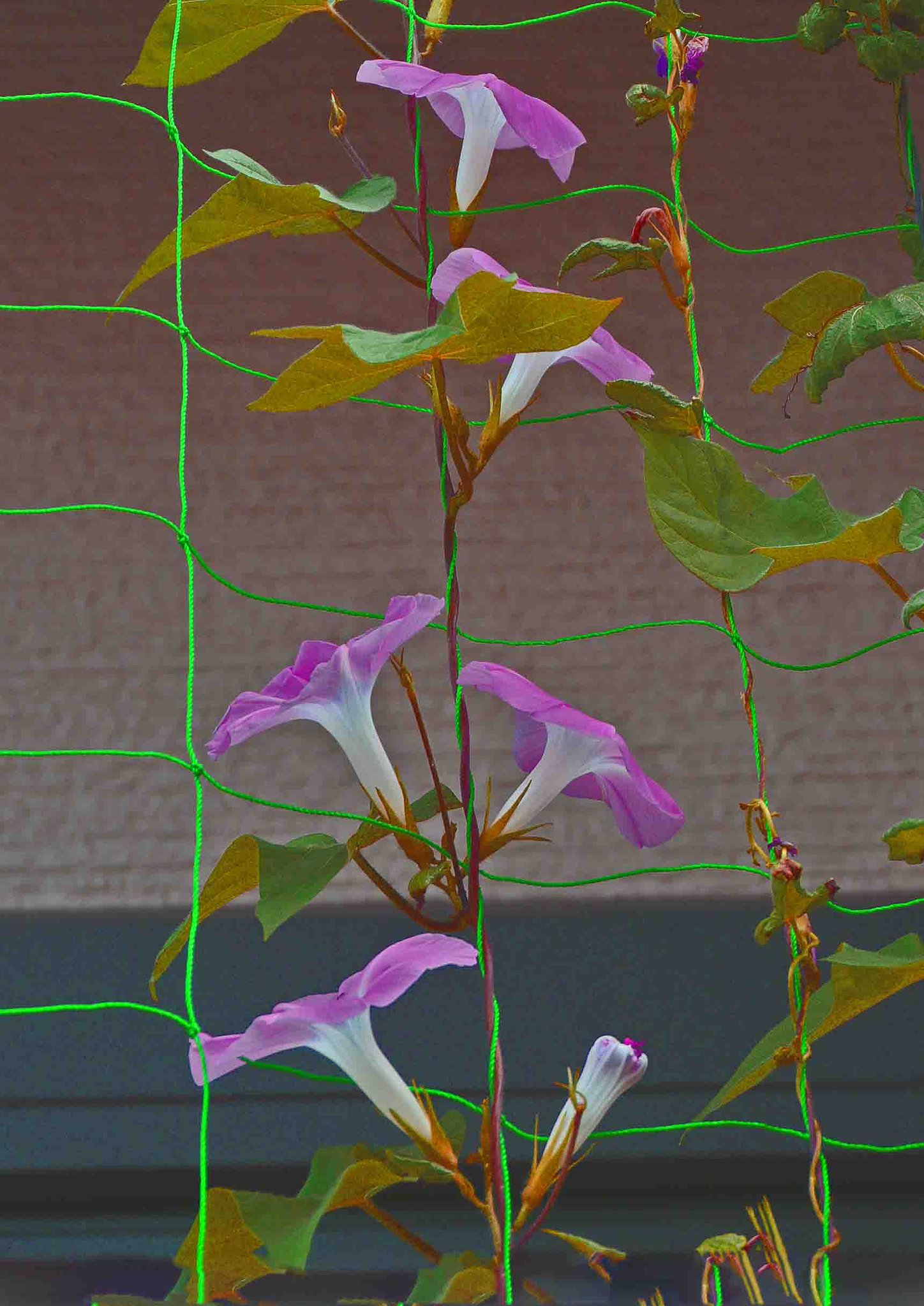 ＄　朝顔‐ⅱ　＄