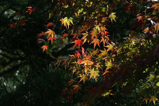 紅葉のタイミング