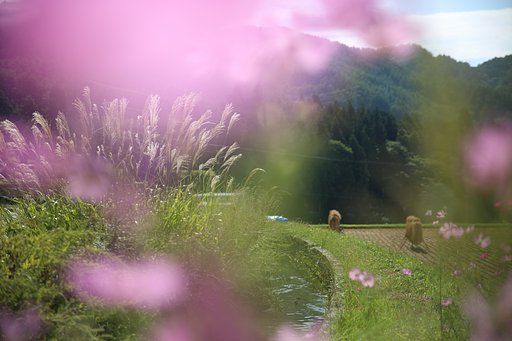 秋桜にいだかれて