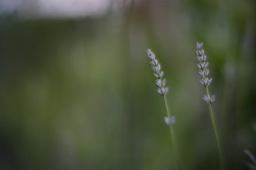 ラベンダーの蕾
