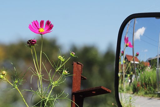 灼熱の光を浴びる秋桜