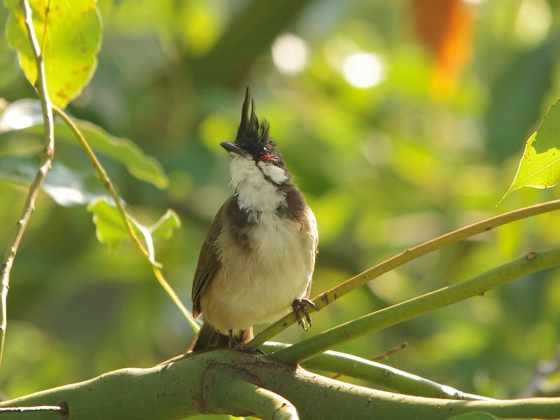 中国の野鳥　コウラウン