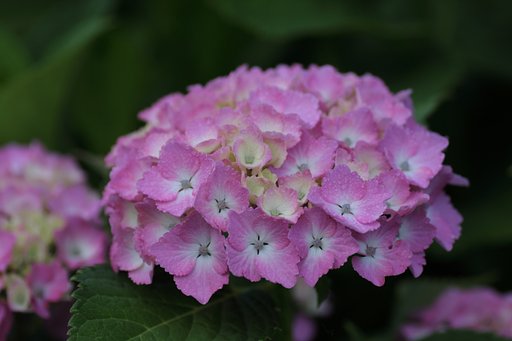 紫陽花