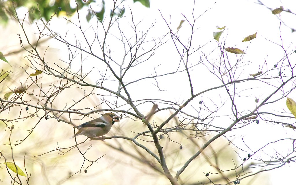 シメ