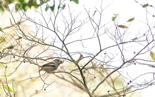 シメ