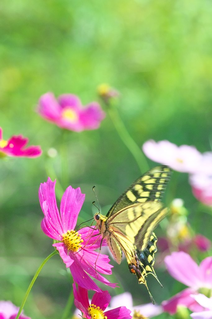 お花畑でランチ