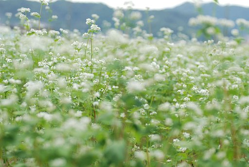 蕎麦の花
