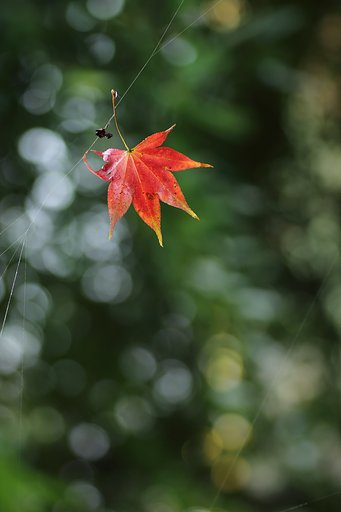 雨モミジ