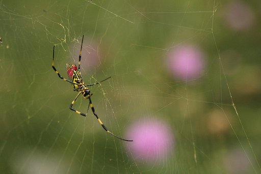 蜘蛛の女王