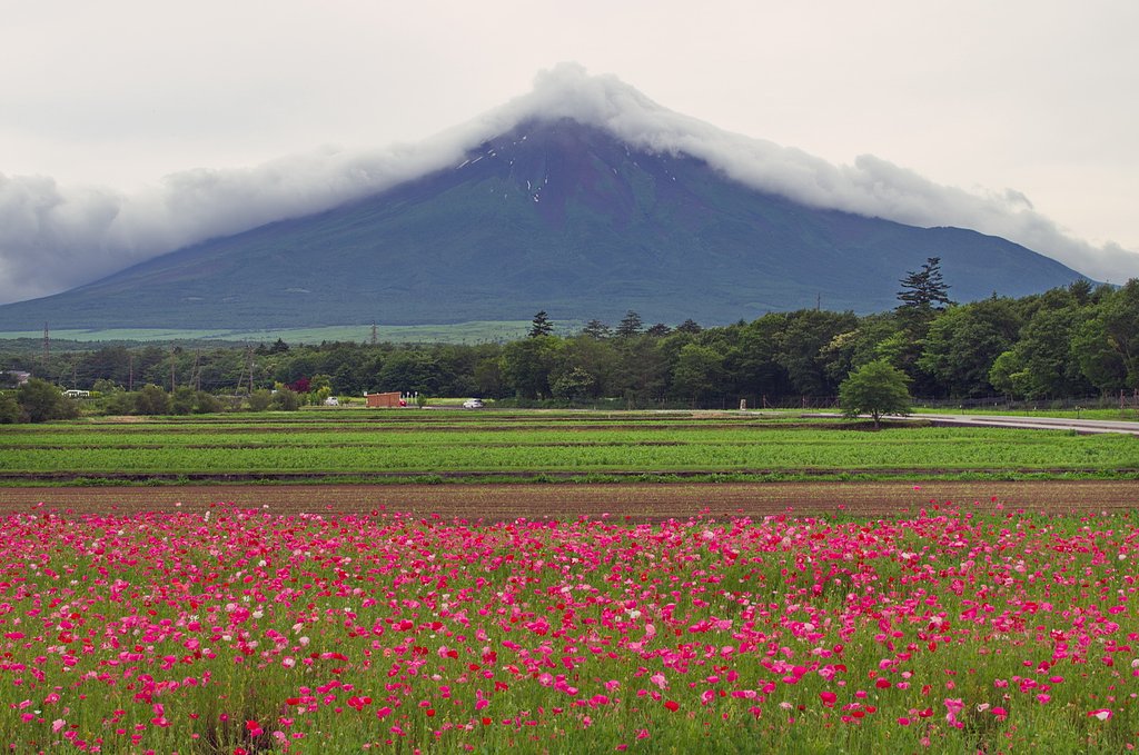 富士山とポピー