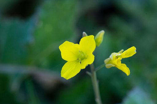小春日和咲きの菜種？