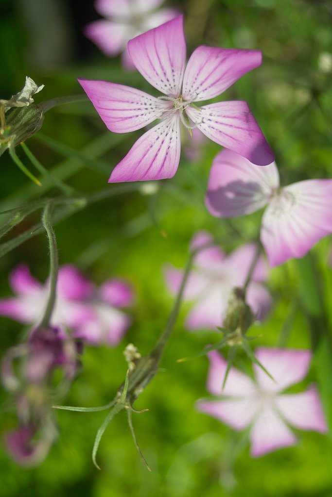 ピンクのお花