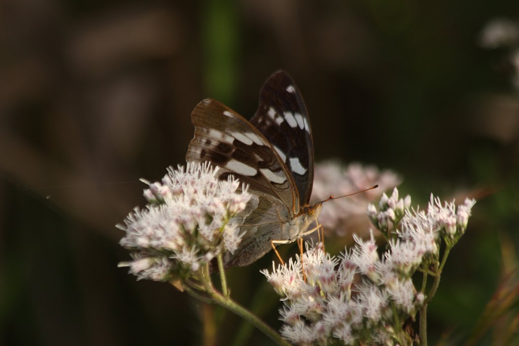 メスグロヒョウモン♀