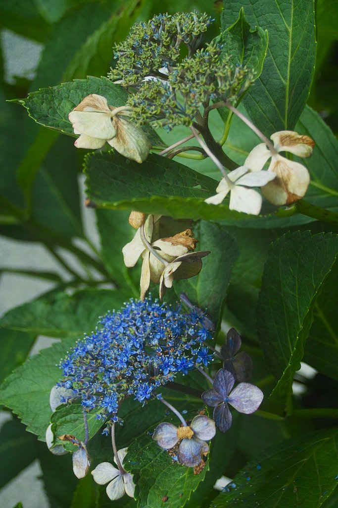 紫陽花