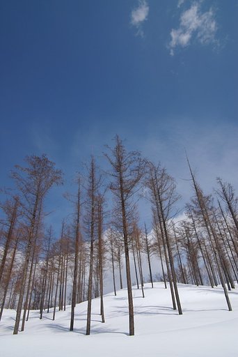 カラマツたちのパース