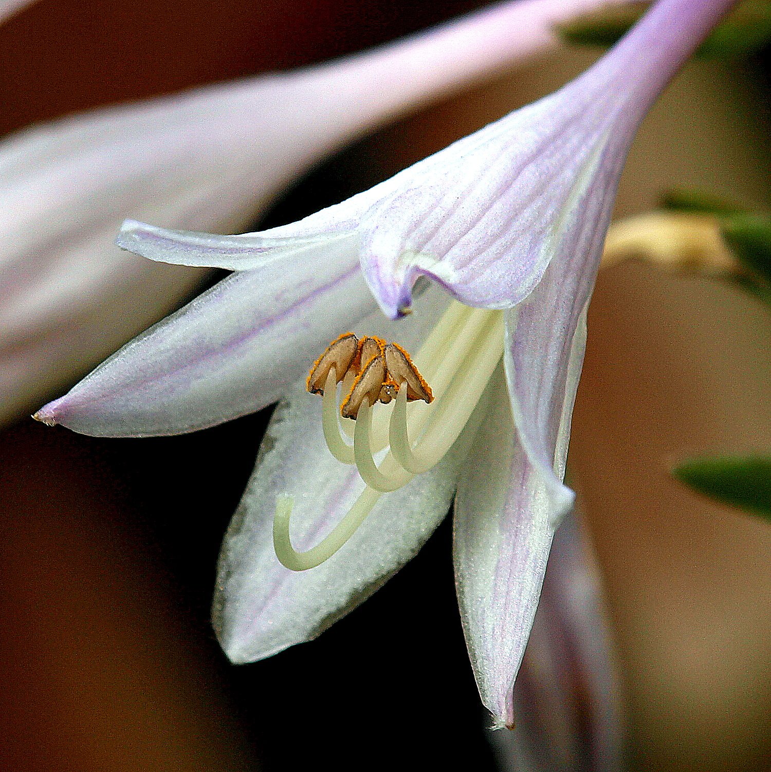 MACRO ギボウシ