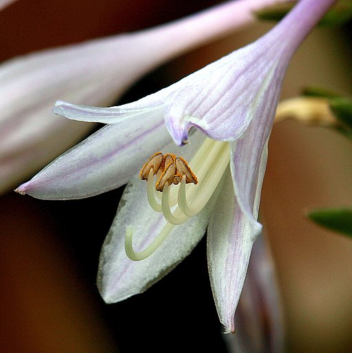 MACRO ギボウシ