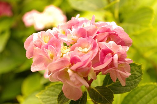 紫陽花