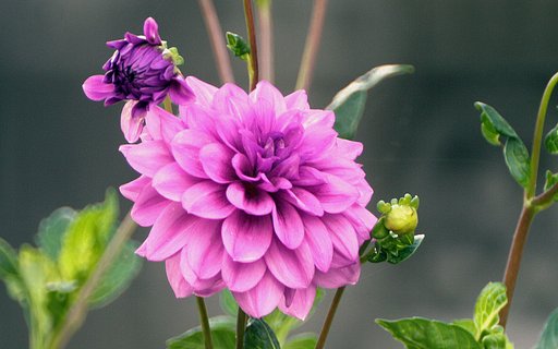 隣家畑の花ダリア①