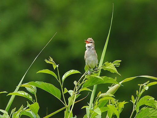 草原のさえずり