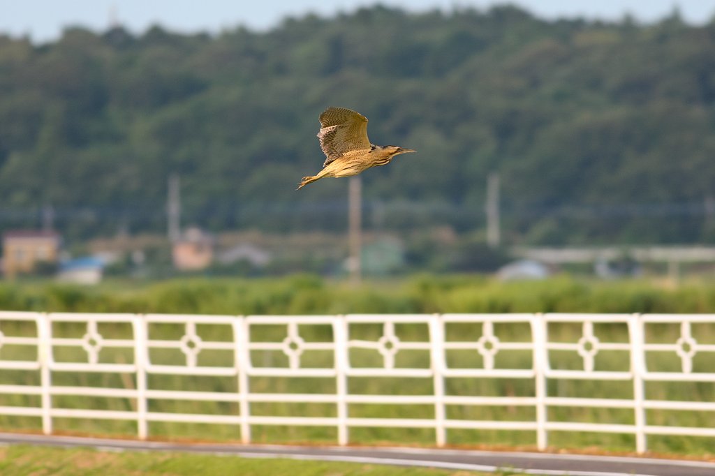空飛ぶサンちゃん