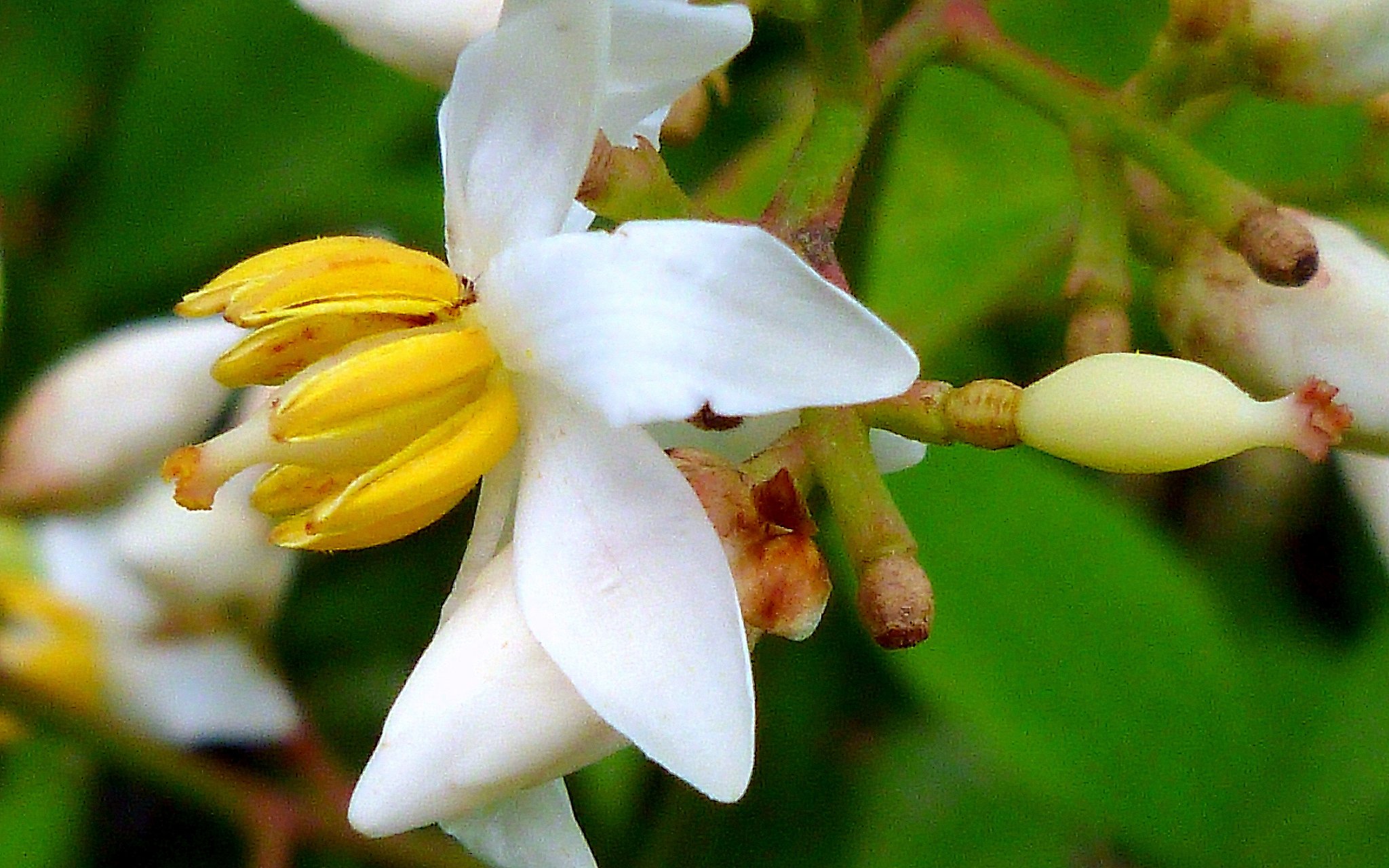 写した事がある方だけが判る花？？