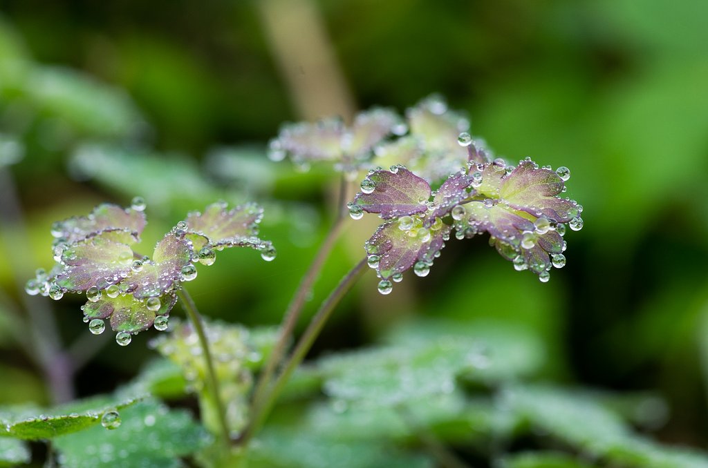 花の様に・・。