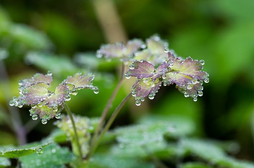 花の様に・・。