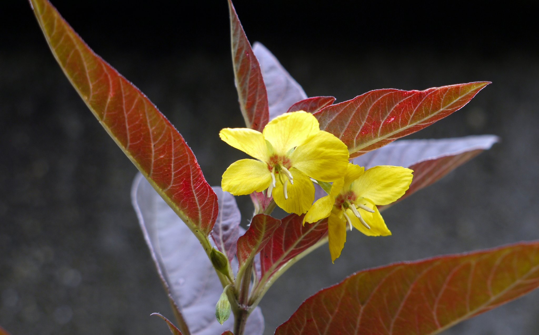 何の花かなー？