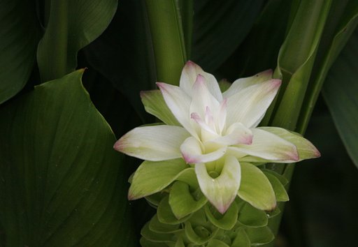ウコンの花