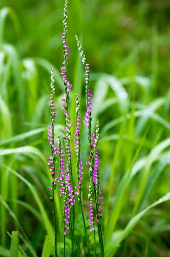梅雨明け間近を知らせる花・・。