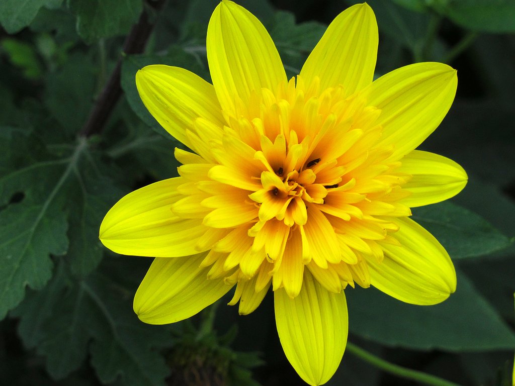 菊