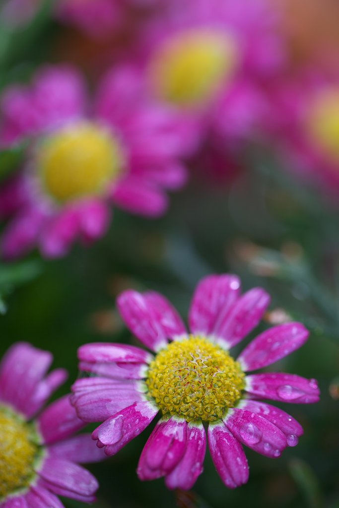 雨上がりのお花畑
