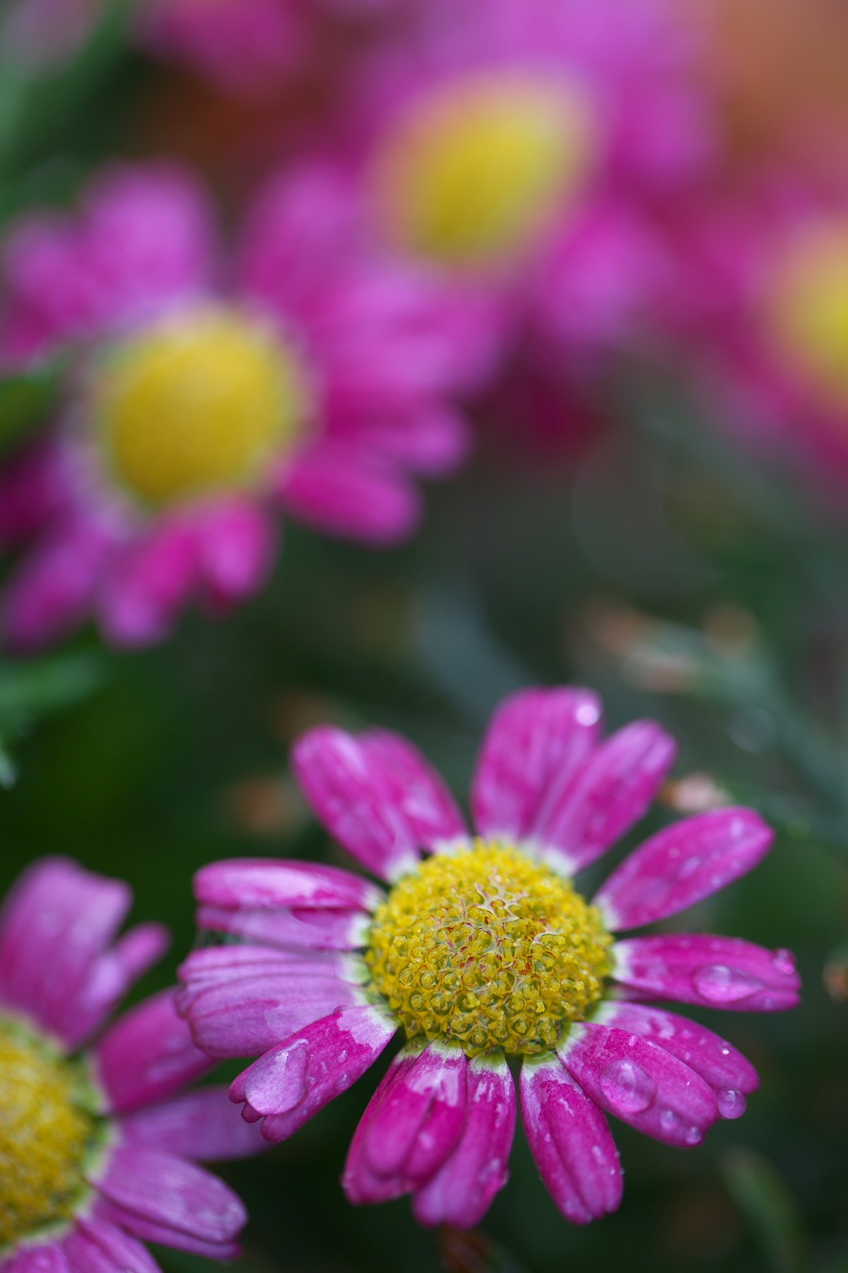 雨上がりのお花畑