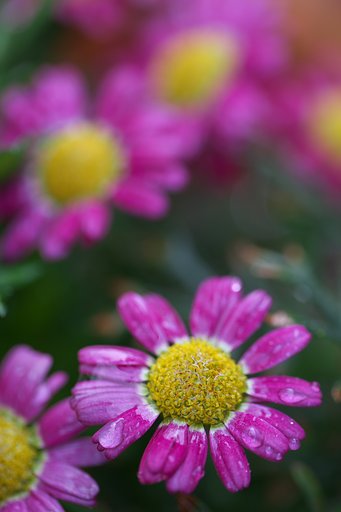 雨上がりのお花畑
