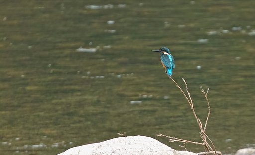 カワセミ B
