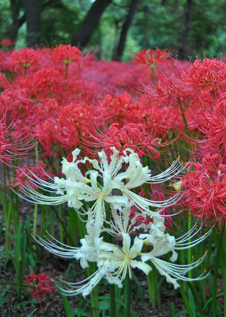 曼珠沙華