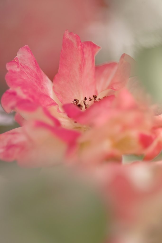 ナノクリＥＤ105ｍｍＦ2.8Ｇマクロ